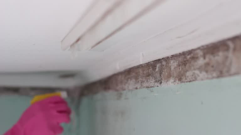 Professional Mold Removal in Coral Hills, MD